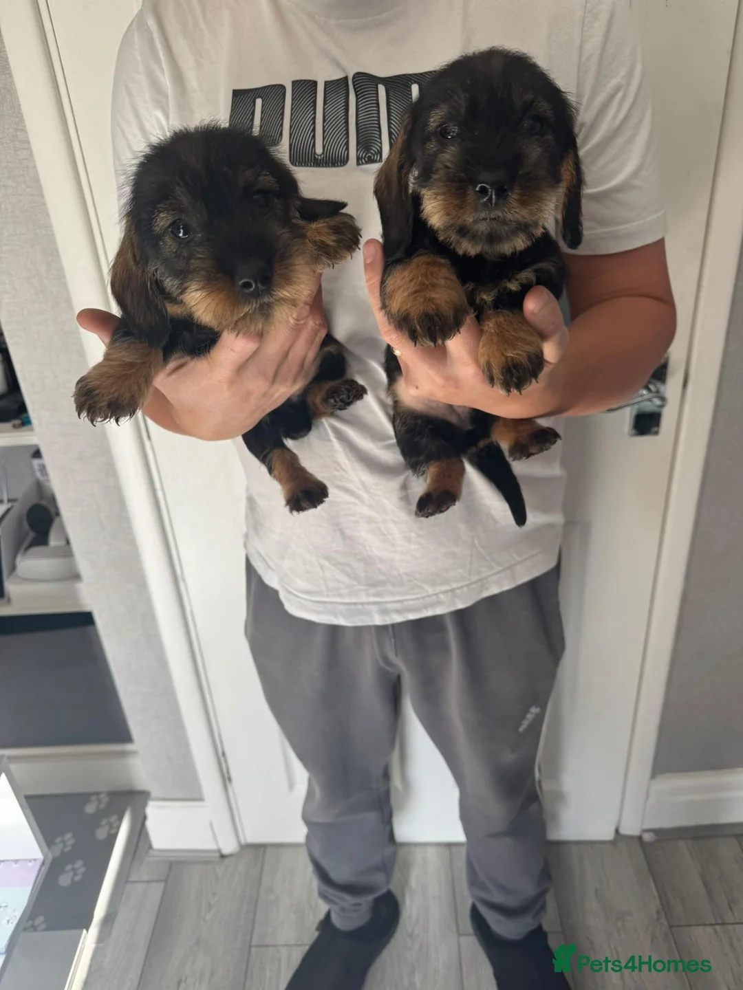 Dachshund dogs for sale: Beautiful Teckel Dachshund puppies for sale - Advert 15