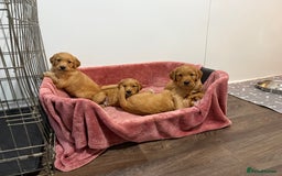 Golden Retriever dogs for sale: Dark Red Golden Retriever Pups Ready 1st November - Image 1