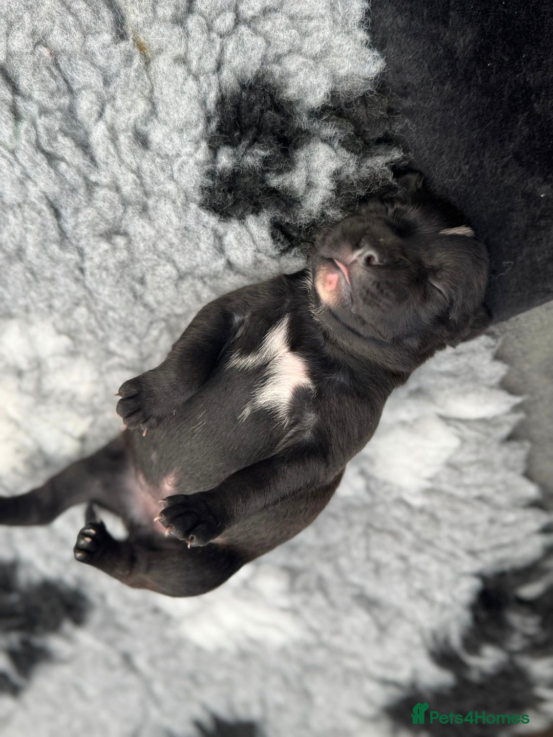 Staffordshire Bull Terrier dogs for sale: 🏆BLUE CHAMPION STAFFORDSHIRE BULL TERRIER PUPS  - Image 20
