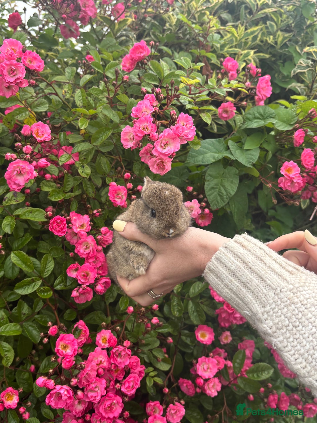 Netherland Dwarf rabbits for sale: Mini lop x Netherland dwarf rabbits for sale in Haverfordwest - Image 3