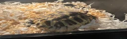 Tortoise reptiles for sale: Tortoise and setup in Chesterfield - Advert 2