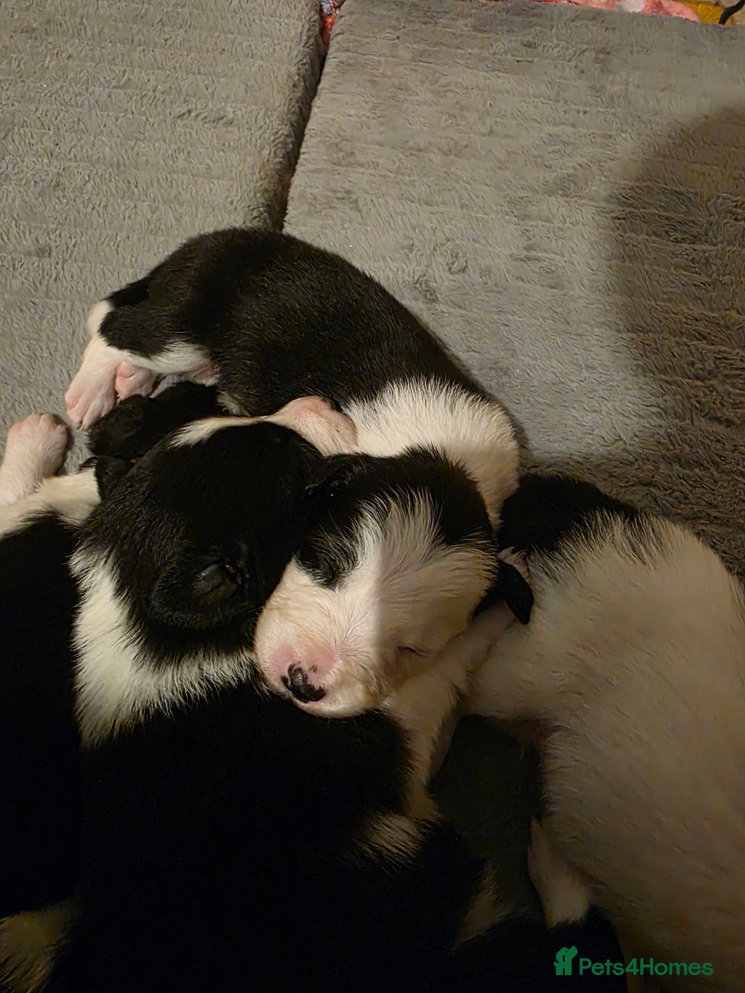 Bearded Collie dogs for sale: Border collie pups  - Advert 7