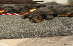 Miniature Dachshund dogs for sale: 🐶 Beautiful Longhaired miniature dachshund pups  - Image 12