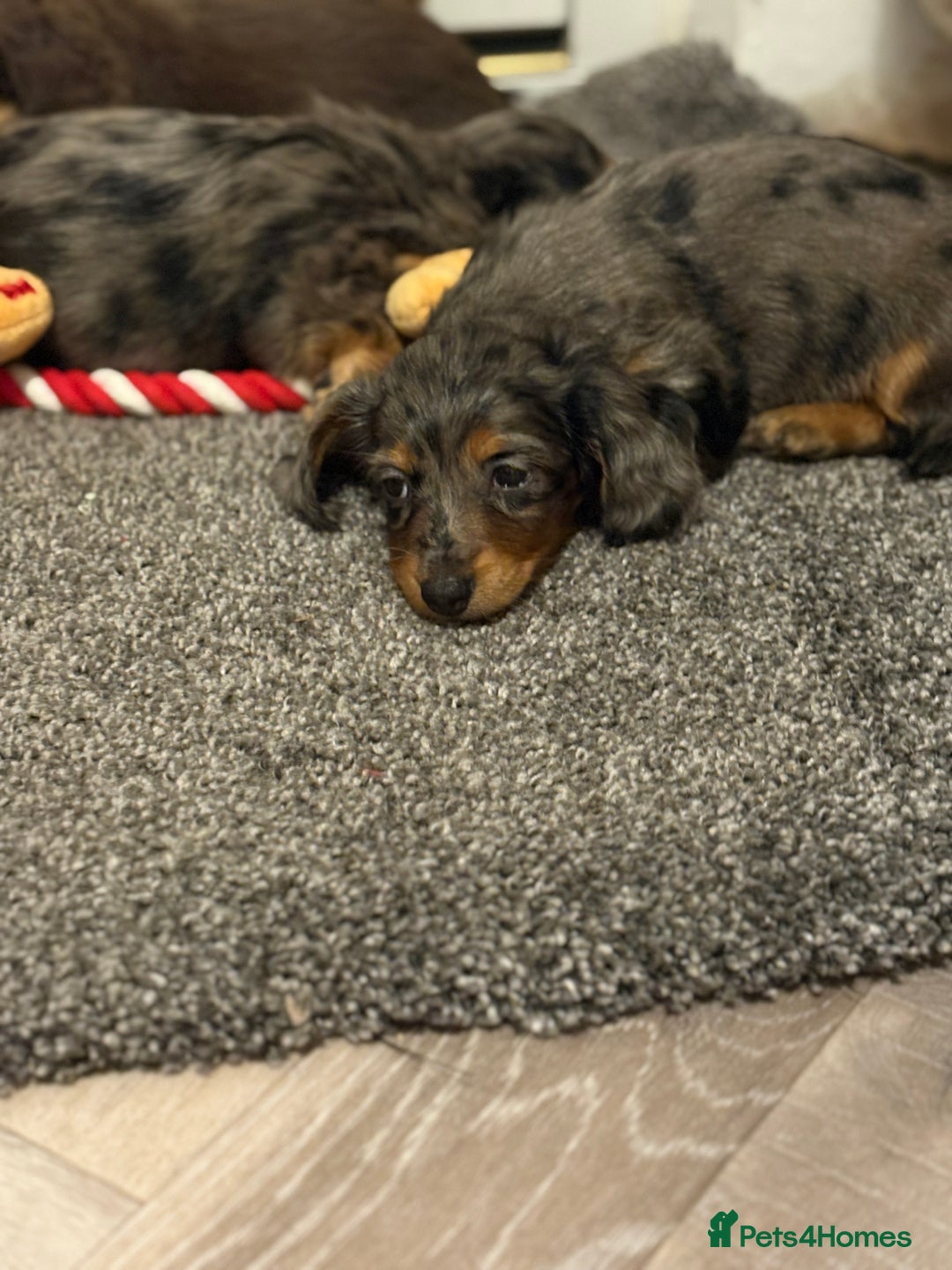 Miniature Dachshund dogs for sale: 🐶 Beautiful Longhaired miniature dachshund pups  - Image 12