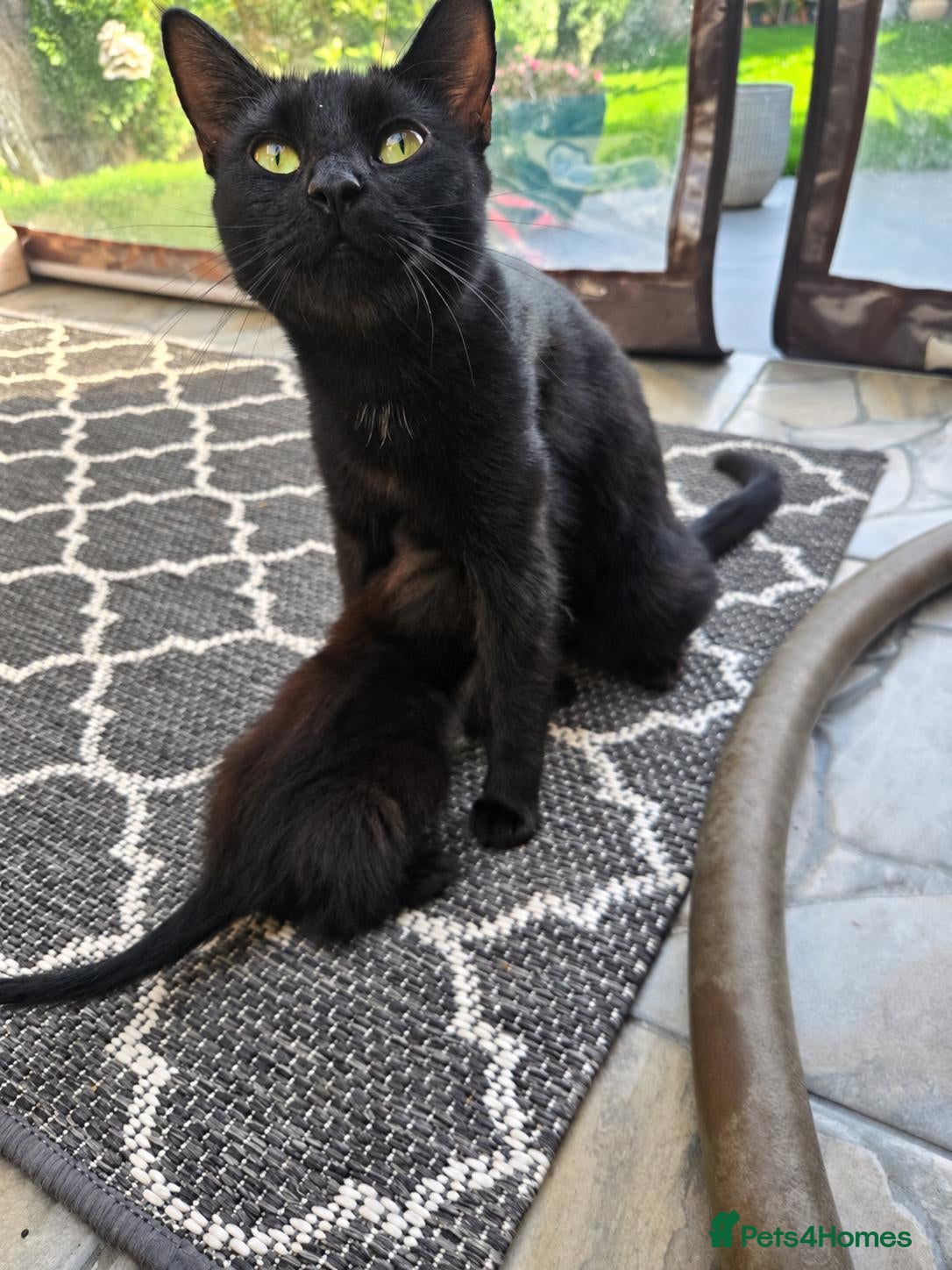 Mixed Breed cats for sale: Black kittens for sale  - Advert 8