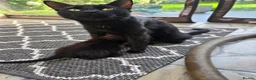 Mixed Breed cats for sale: Black kittens for sale  - Advert 1