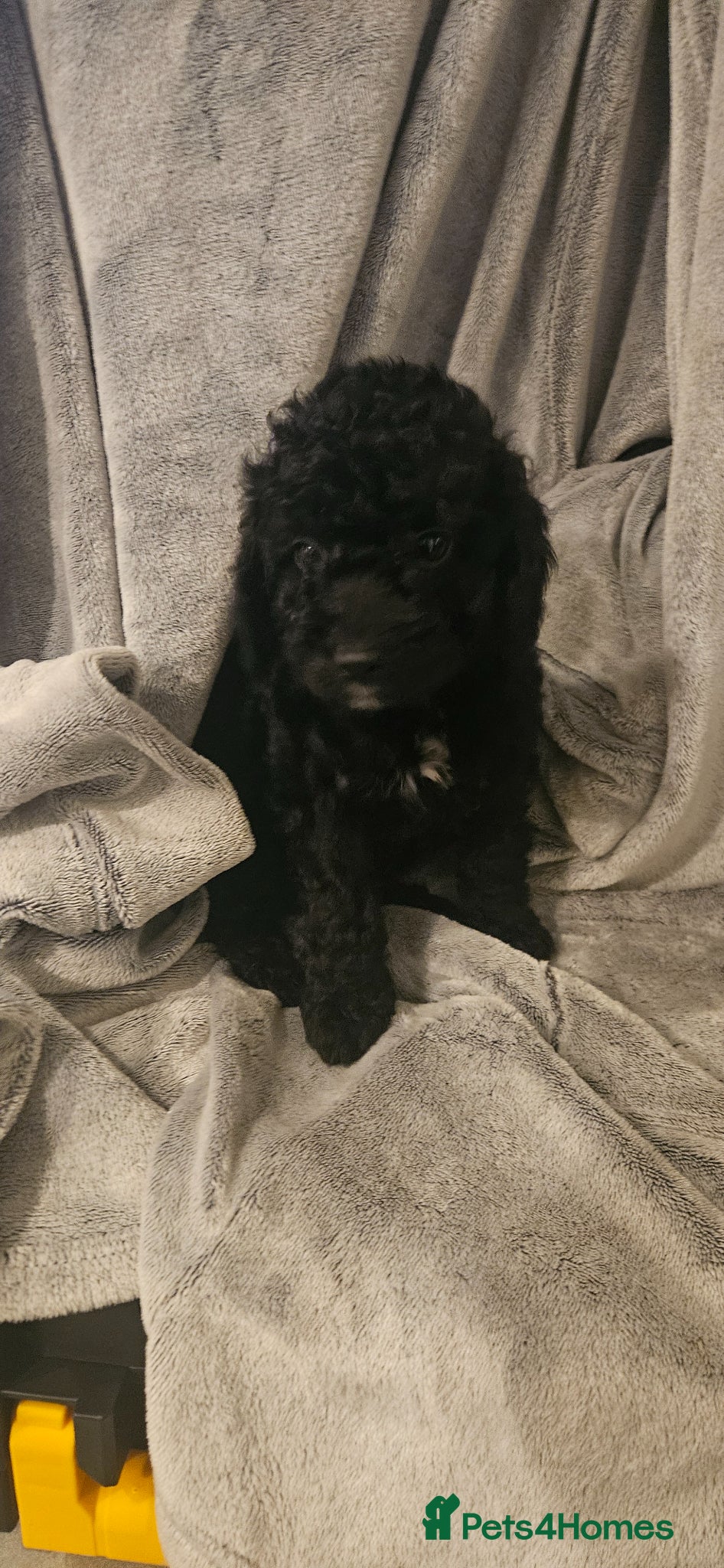 Cockapoo dogs 2 cockapoo puppies  - Advert 5