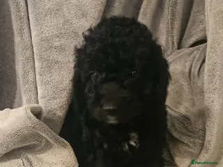 Cockapoo dogs 2 cockapoo puppies - Advert 5