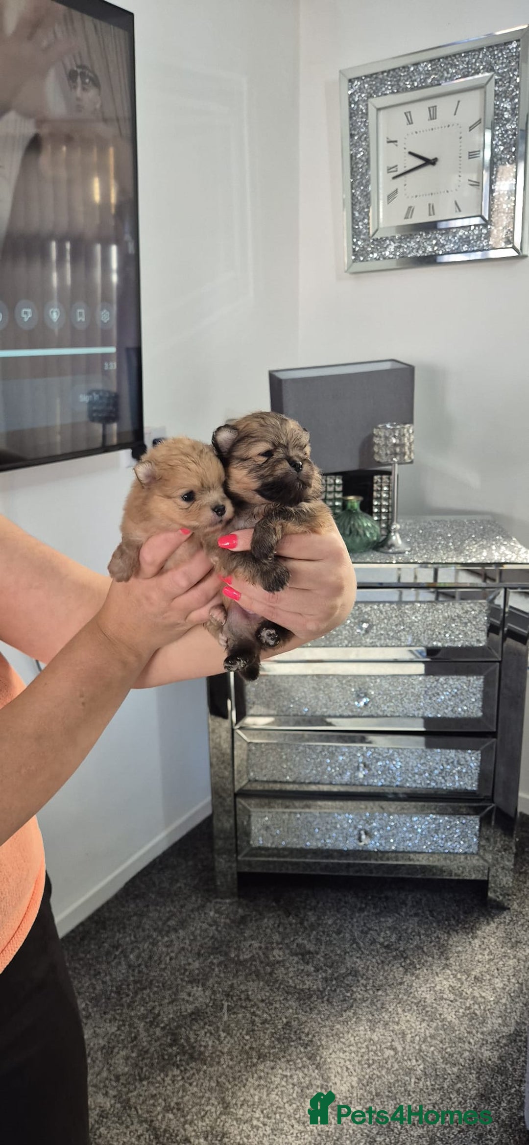 Pomeranian dogs for sale: Pomeranian teddy face xs size  - Image 9