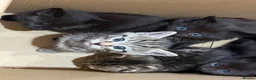 British Longhair cats for sale: Beautiful litter of kittens  - Advert 6