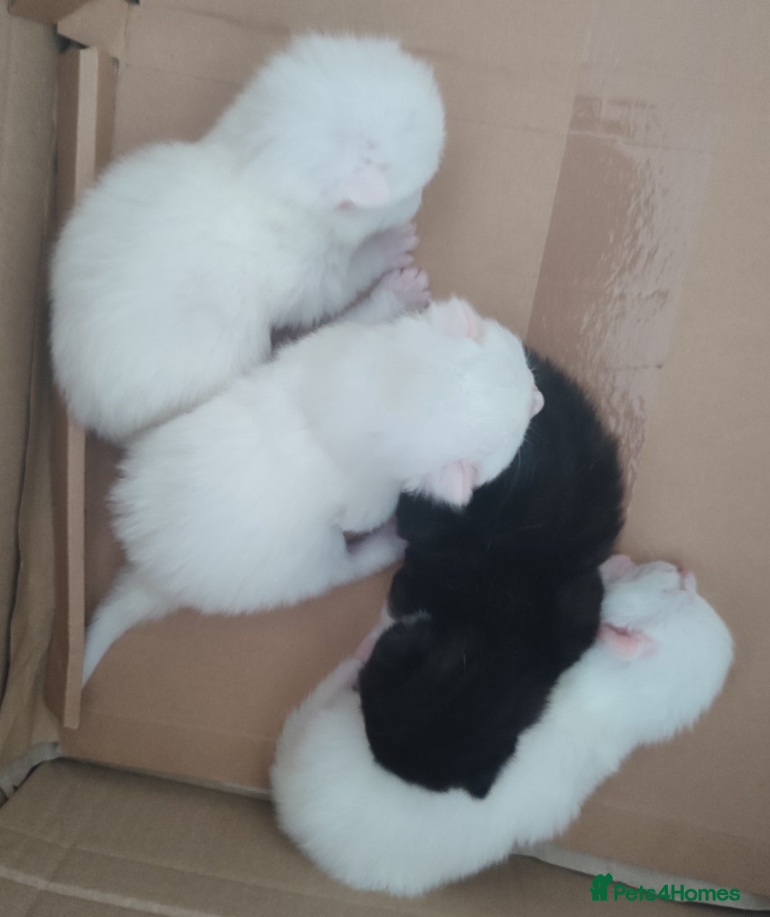 Siberian cats for sale: 4 kittens for sale - Image 9