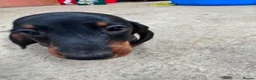 Dachshund dogs for sale: Daschund Puppies in Bridgwater - Advert 6