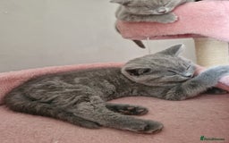 British Shorthair cats for sale: 8 Pedigree British Shorthair Kittens Blue Lilac  - Image 24