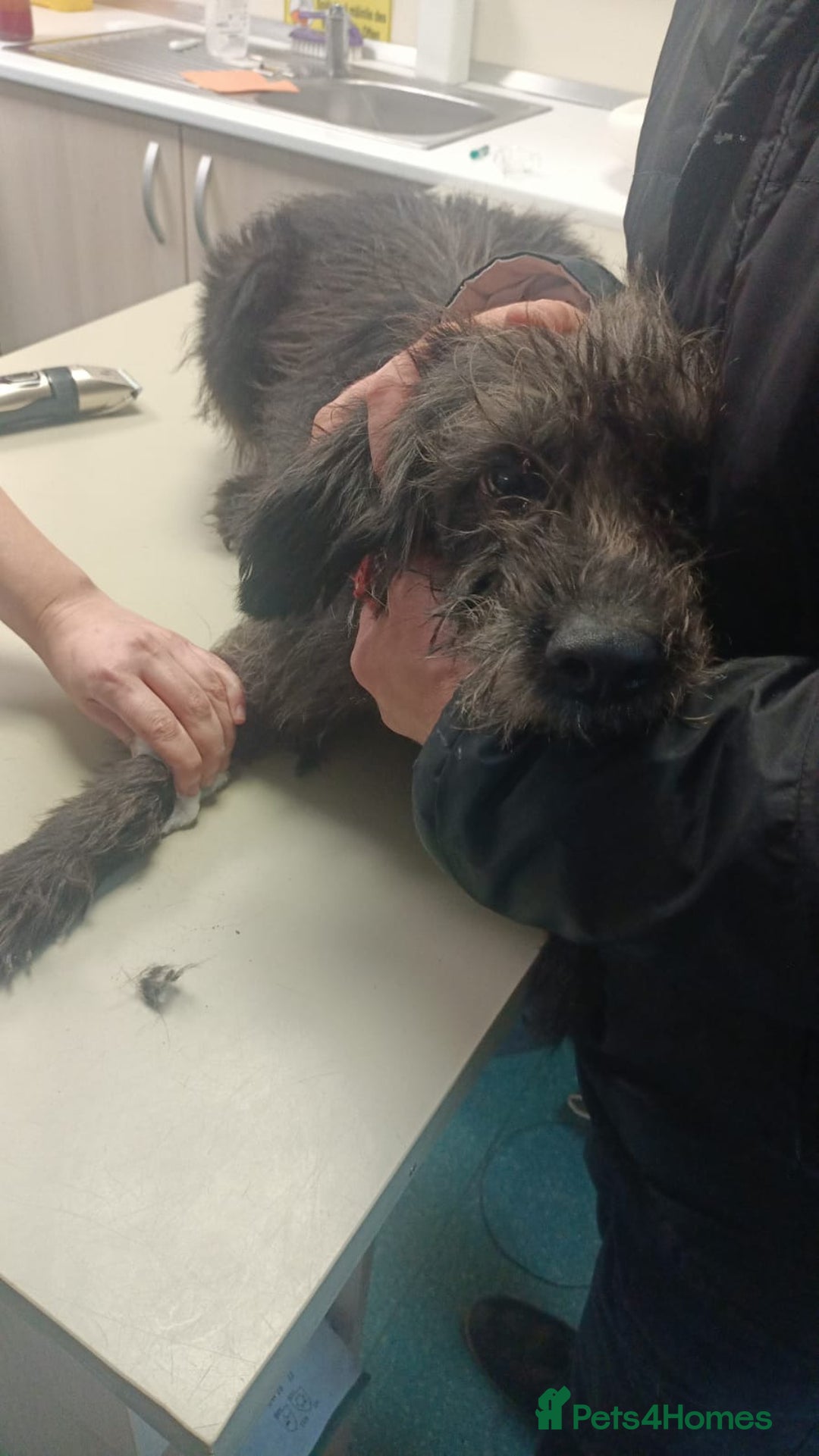 Mixed Breed dogs for adoption: ROCKY – Gentle, Resilient & Ready for Love 🐾 - Advert 8