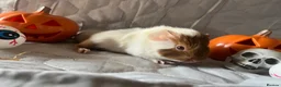 Guinea Pig rodents for sale: Skinny pigs sows & funky boys  - Advert 9
