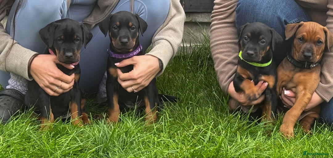 Dobermann dogs for sale: F1b Working dobermanns  - Image 7