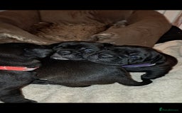 Mixed Breed dogs for sale: Frenchbulldog cross puppies  - Image 14