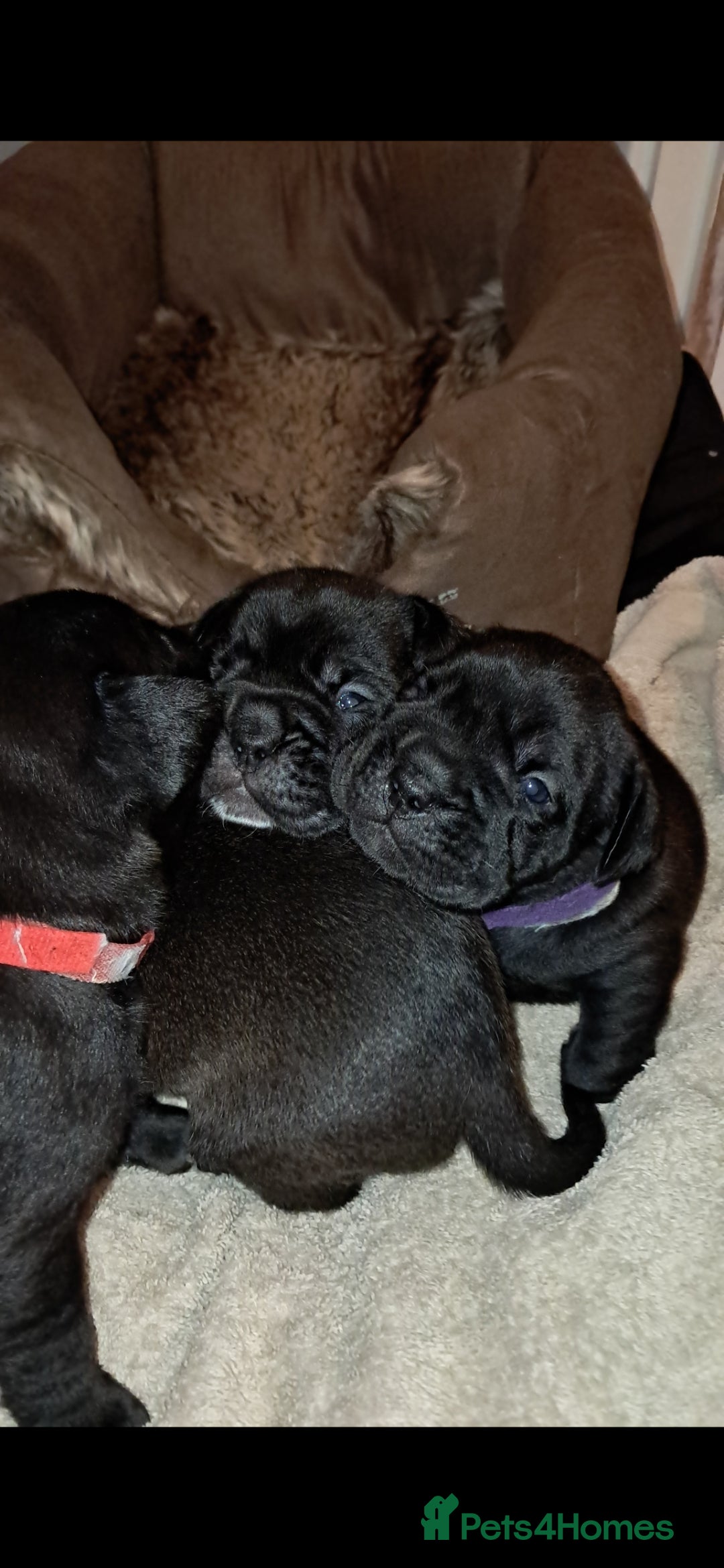 Mixed Breed dogs for sale: Frenchbulldog cross puppies  - Image 14