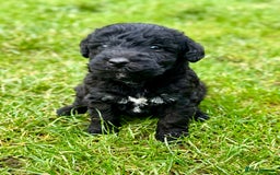 Bedlington Terrier dogs for sale: Stunning Bedlington Terrier puppies  - Image 5