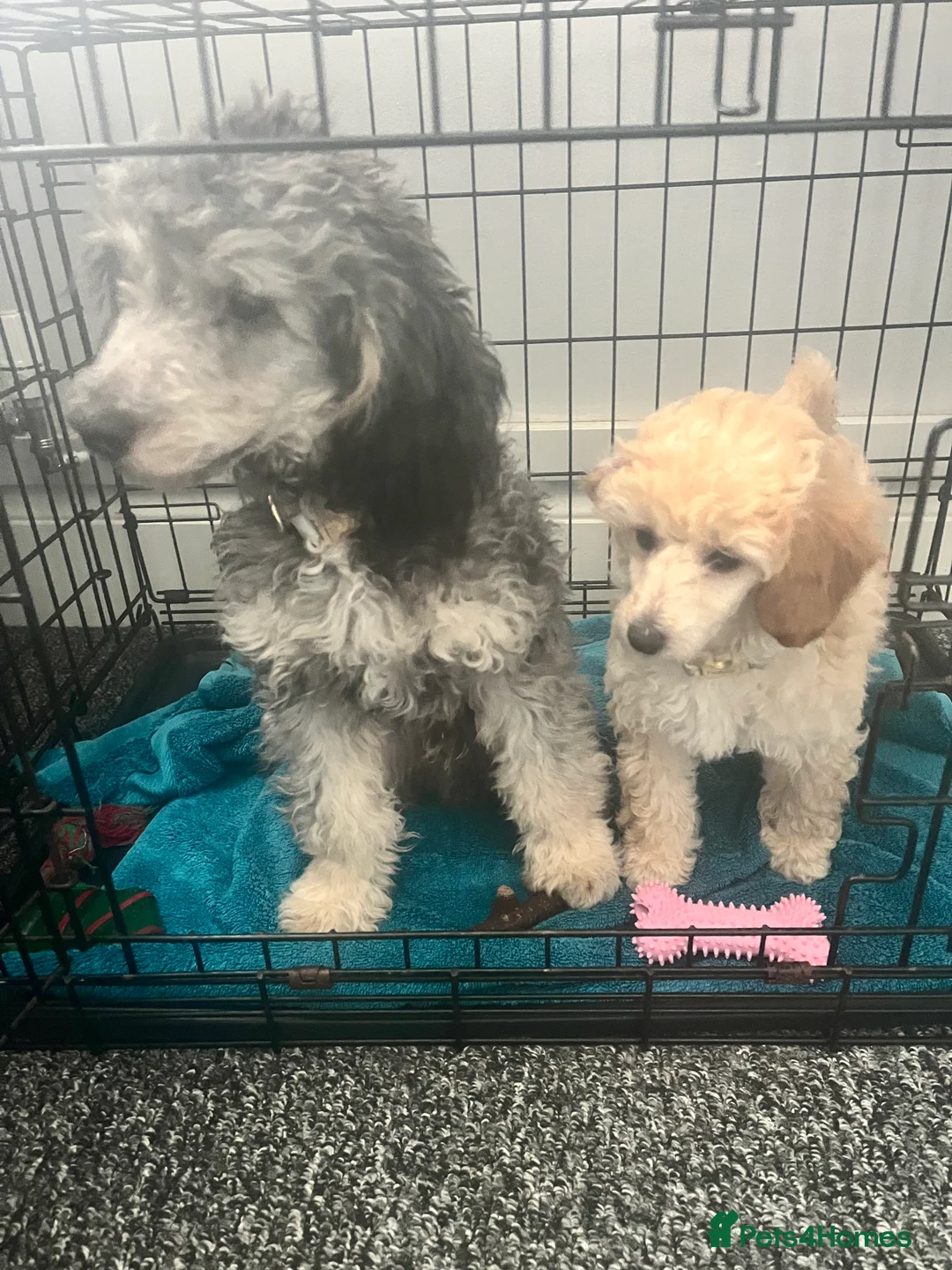 Toy Poodle dogs for sale: Adorable toy poodle girl puppy 11 weeks  - Advert 7