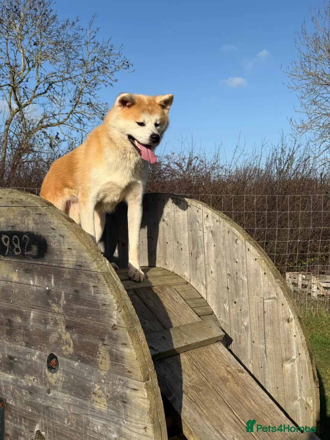 Japanese Akita Inu dogs for sale: Stunning male Japanese Akita Inu - Advert 5