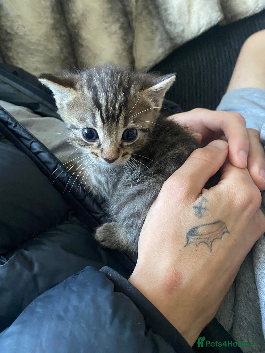 Mixed Breed cats for sale: 3 beautiful kittens looking for their forever home - Image 12