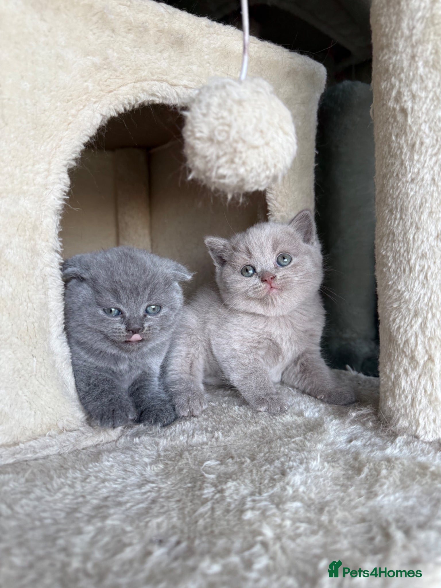 Scottish Fold cats Beautiful Scottish fold/straight kittens☺️ - Advert 5