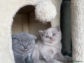 Scottish Fold cats Beautiful Scottish fold/straight kittens☺️ - Advert 5