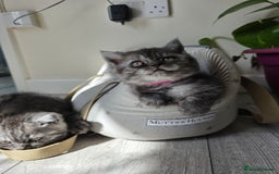 Scottish Fold cats for sale: Scottish straight ears kittens,READY NOW! - Image 2