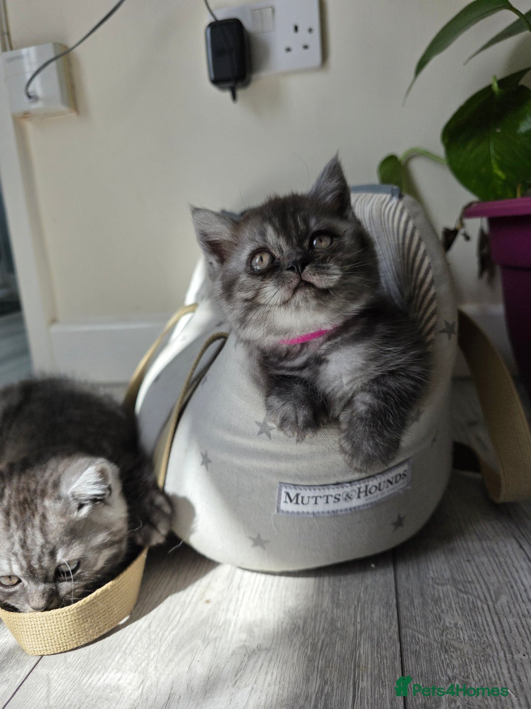 Scottish Fold cats for sale: Scottish straight ears kittens,READY NOW! - Image 2