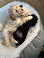 Cockapoo dogs - Advert 5