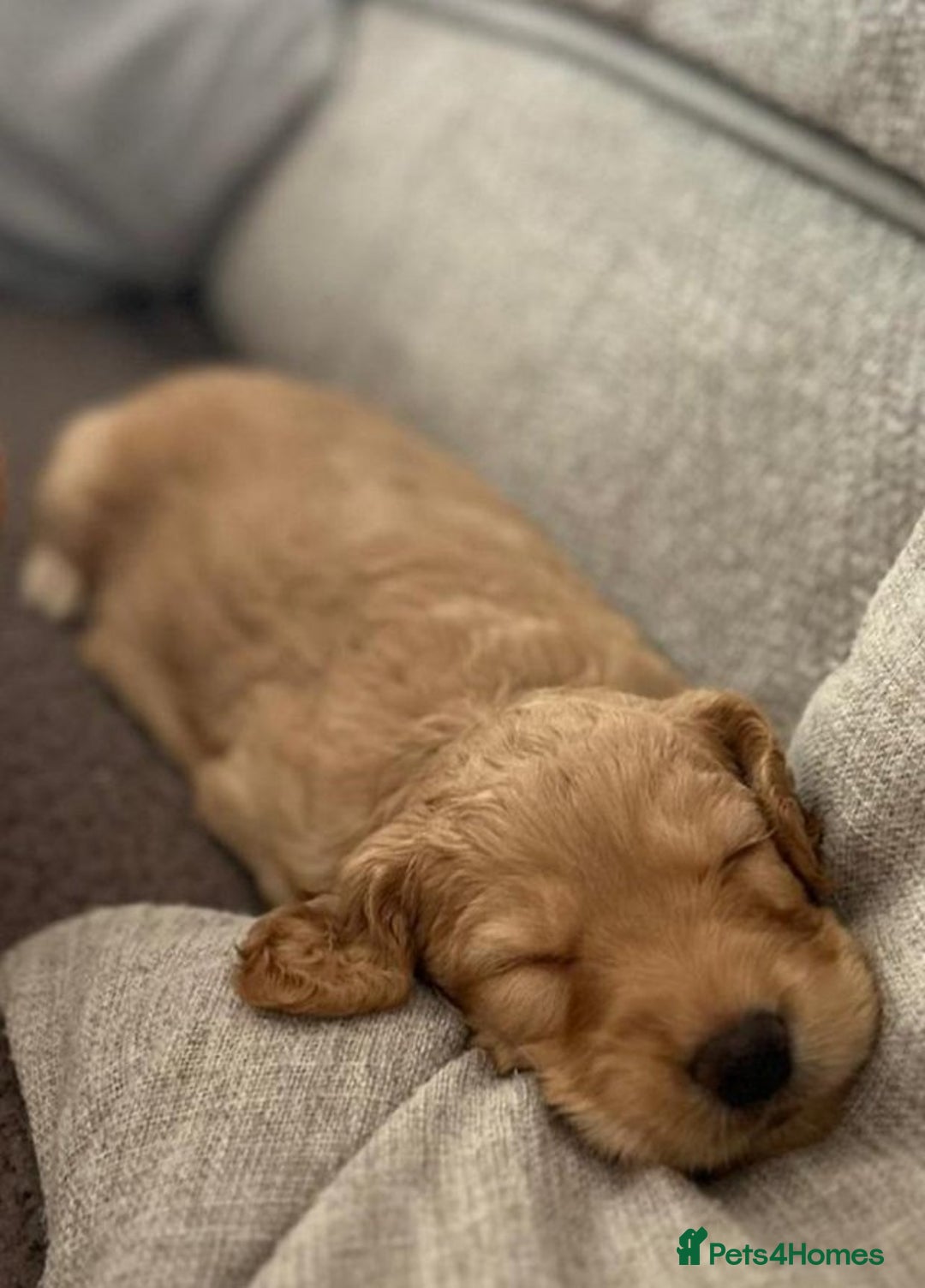Cockapoo dogs for sale: F1 cockapoo puppies READY NOW - Image 4