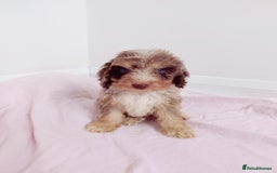 Cockapoo dogs for sale: Outstanding Cockapoo Puppies - Image 6