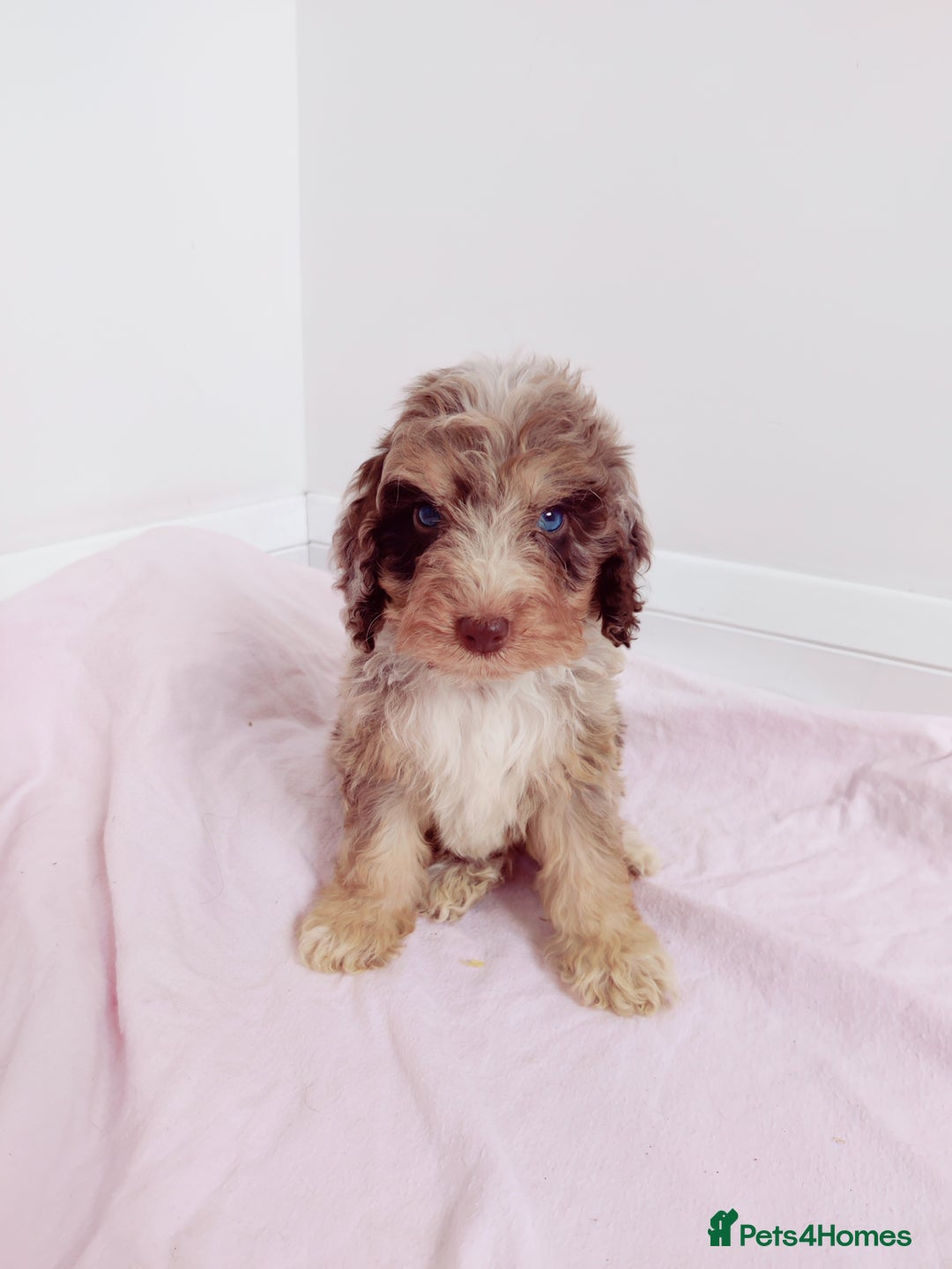 Cockapoo dogs for sale: Outstanding Cockapoo Puppies - Image 6