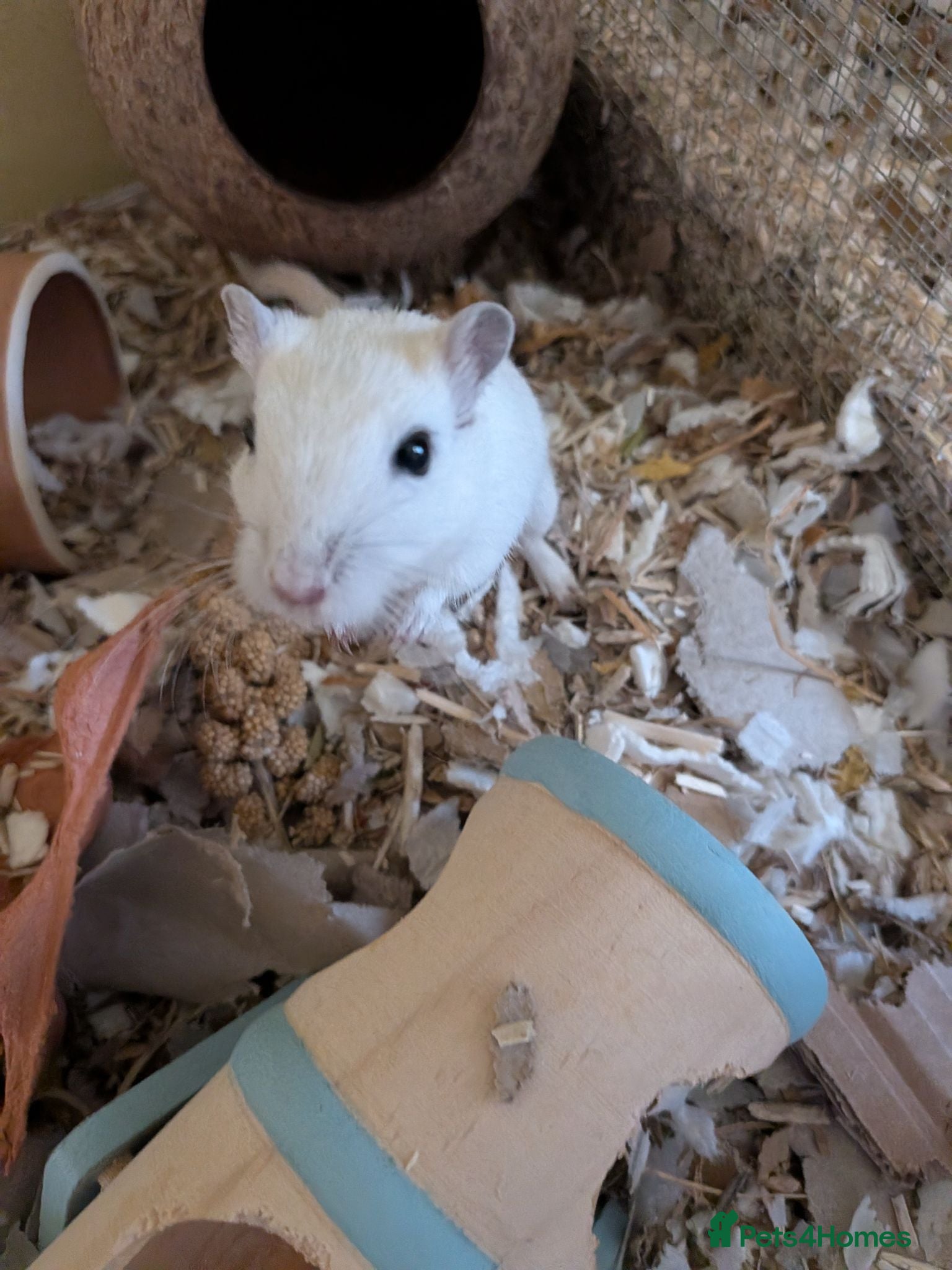 Gerbil rodents 4 month old boy - Advert 1
