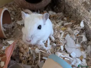 Gerbil rodents 4 month old boy - Advert 1
