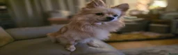 Pomchi dogs for sale: 🐶18month old Rare Blonde Tiny Pomchi 🥰 - Advert 5
