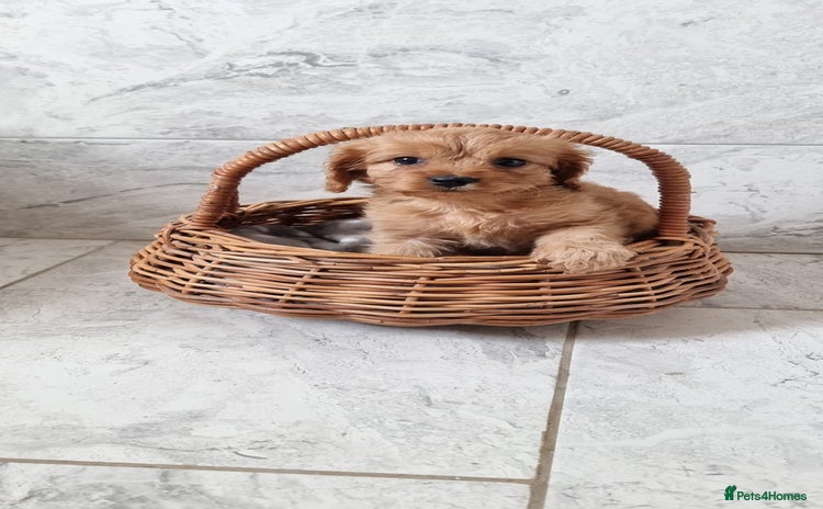 Cavapoo dogs - Advert 4