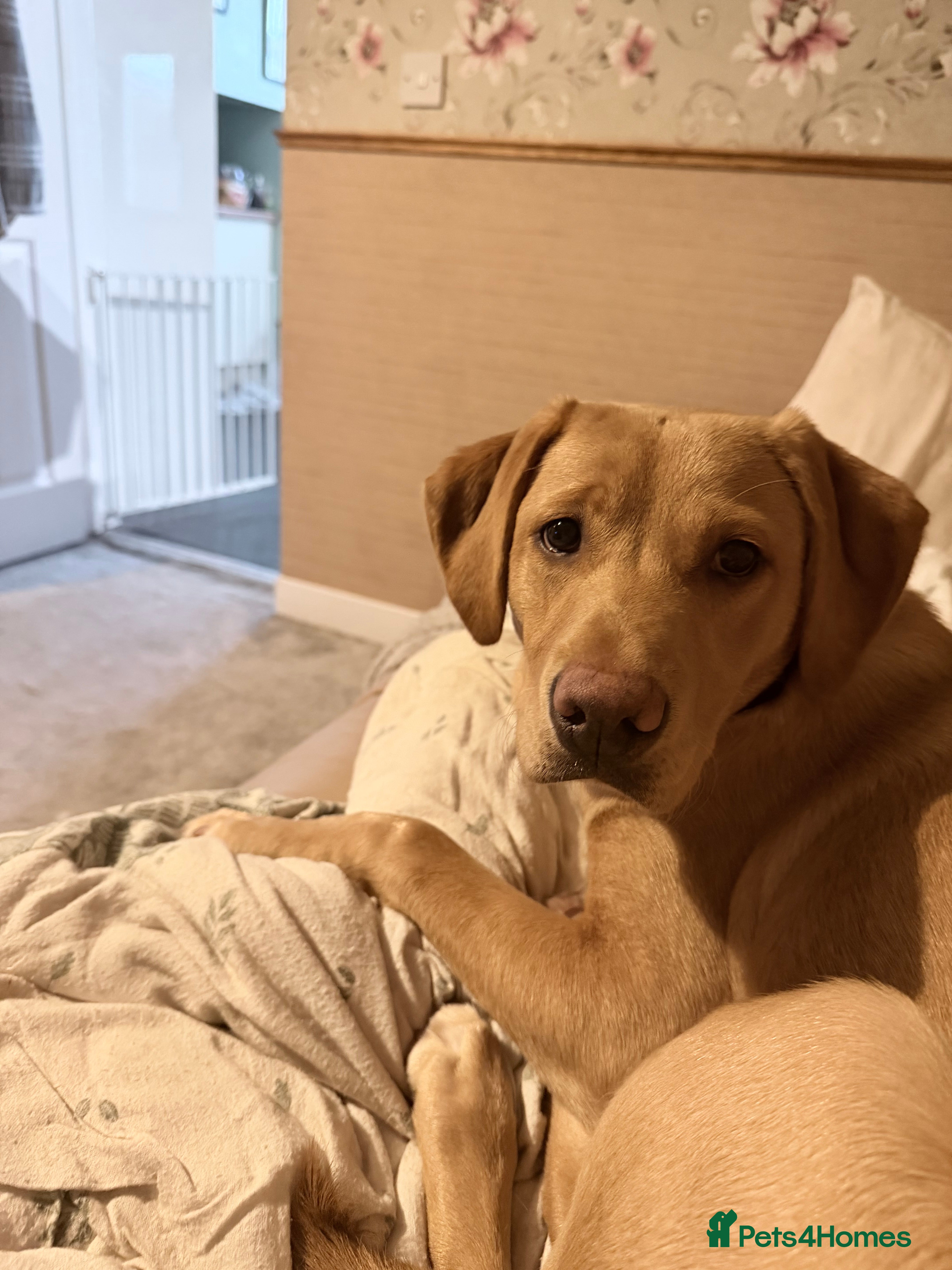 Labrador Retriever dogs Working lab for sale - Advert 1