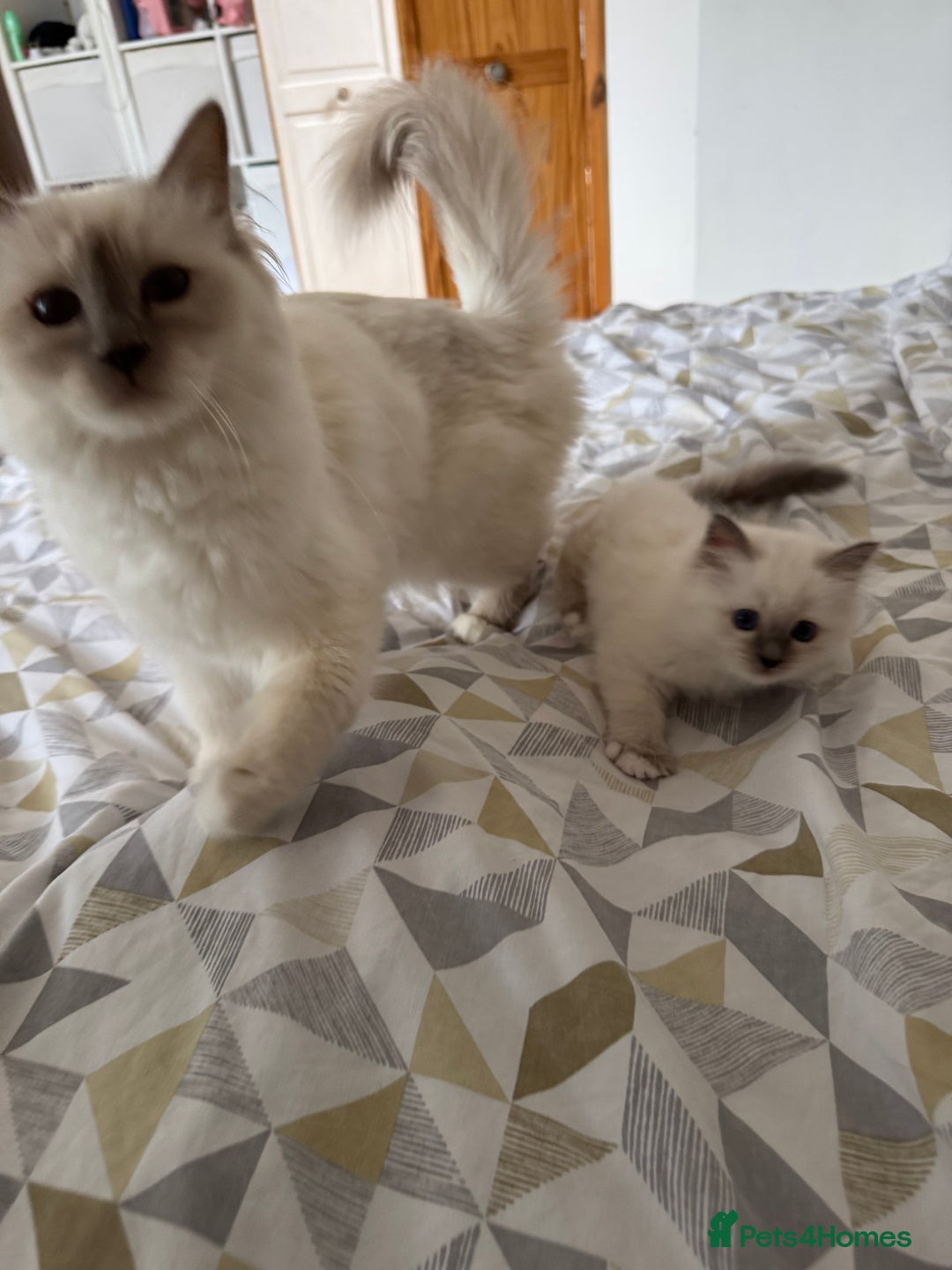 Birman cats for sale: Blue point female kitten for sale  - Image 20