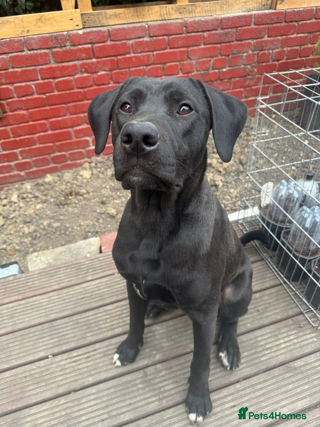 Mixed Breed dogs for sale: Ronnie - 15 month male  - Image 5