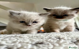 Ragdoll cats for sale: Beautiful Ragdoll kittens - Image 18