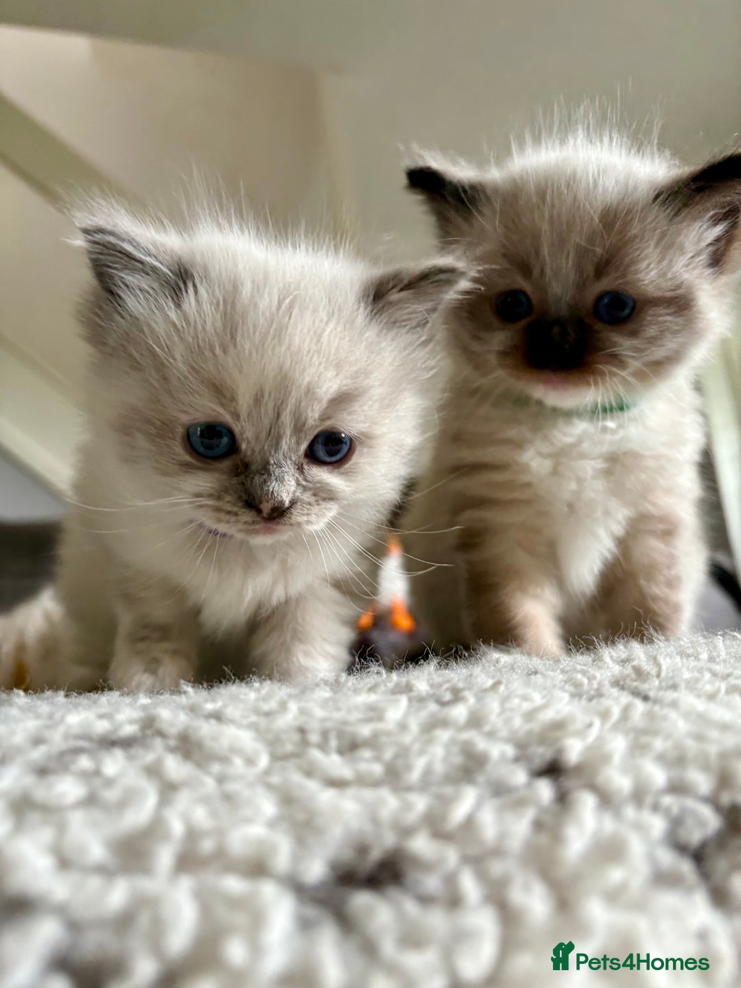 Ragdoll cats for sale: Beautiful Ragdoll kittens - Image 18