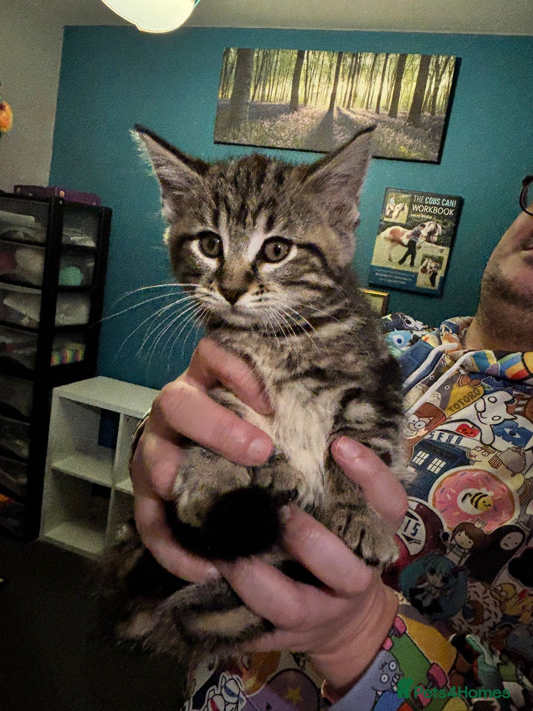 Maine Coon cats for sale: Beautiful, friendly playful Maine Coon cross kits - Advert 20