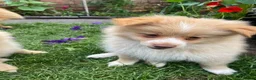 Pomeranian dogs for sale: Pomeranian Puppies Available For Sale - Advert 3