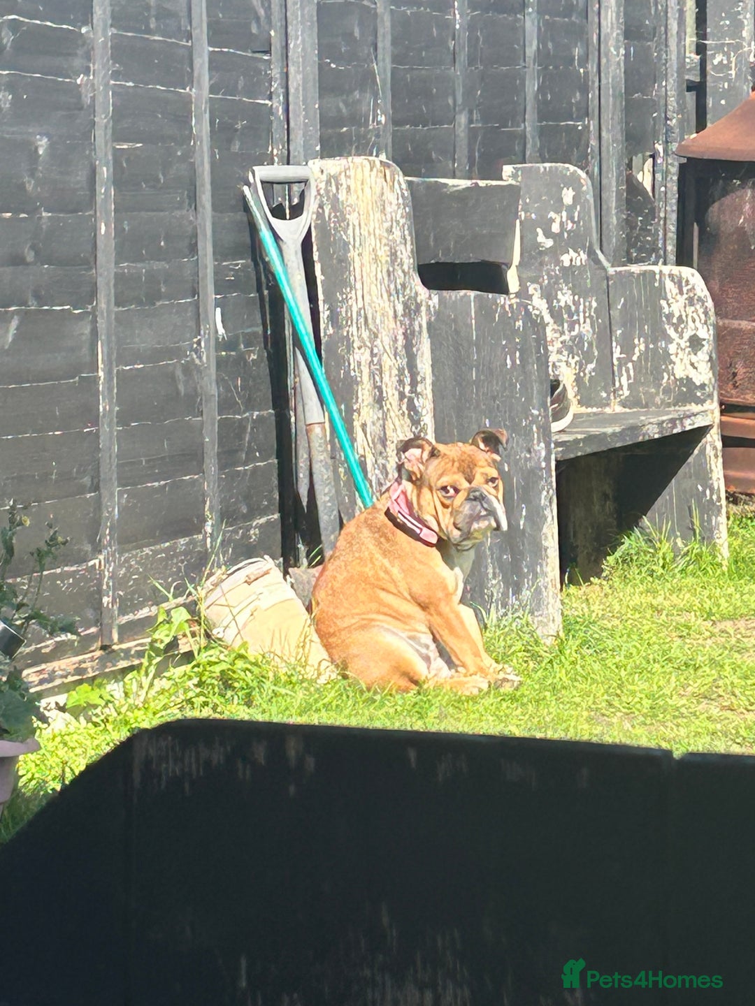 English Bulldog dogs for sale: 1 year old English bulldog  - Image 1