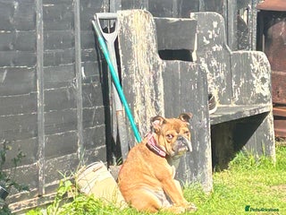 English Bulldog dogs - Advert 8