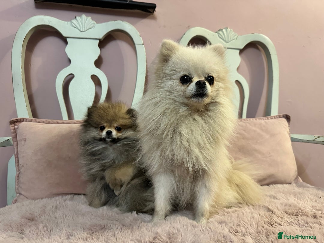 Pomeranian dogs for sale: Small Beautiful Teddy Bear Faced Girl  - Image 10