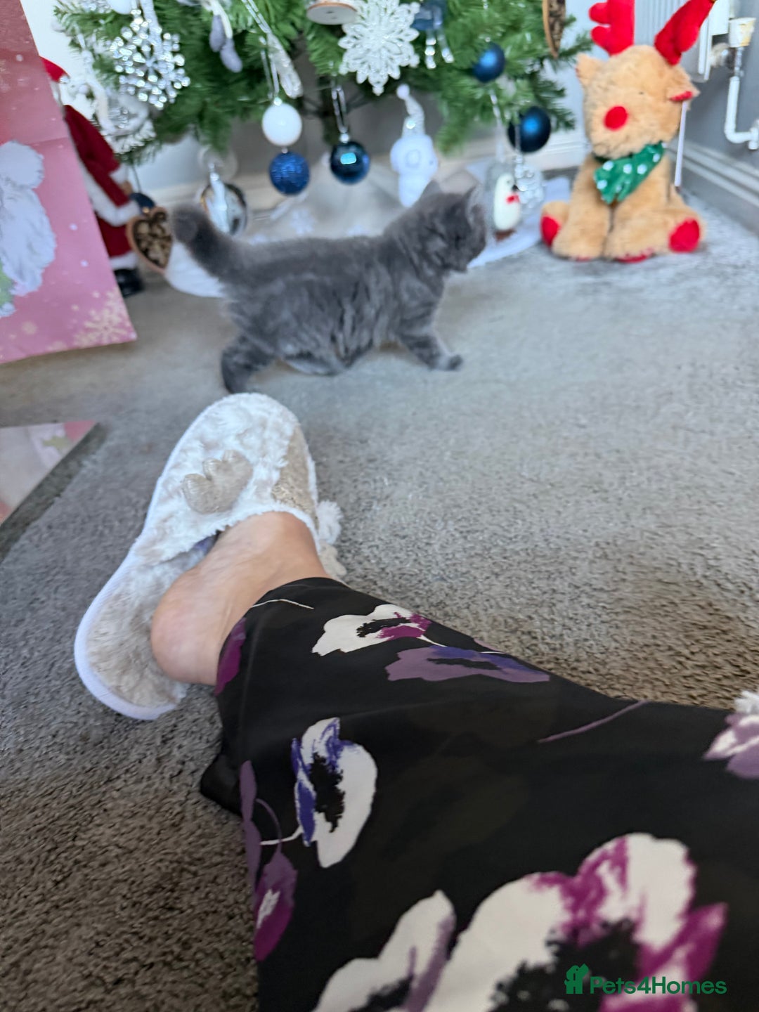 British Shorthair cats for sale: Two beautiful bi colour girls ready for new homes  - Advert 34