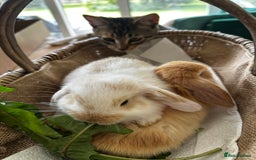Mini Lop rabbits for sale: Mini lop baby bunnies, show parents - Image 12